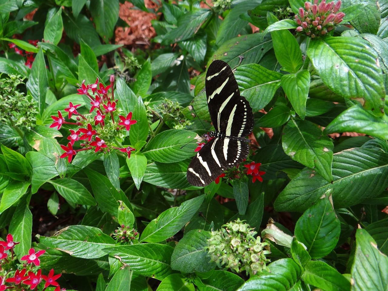 butterfly national park america free photo