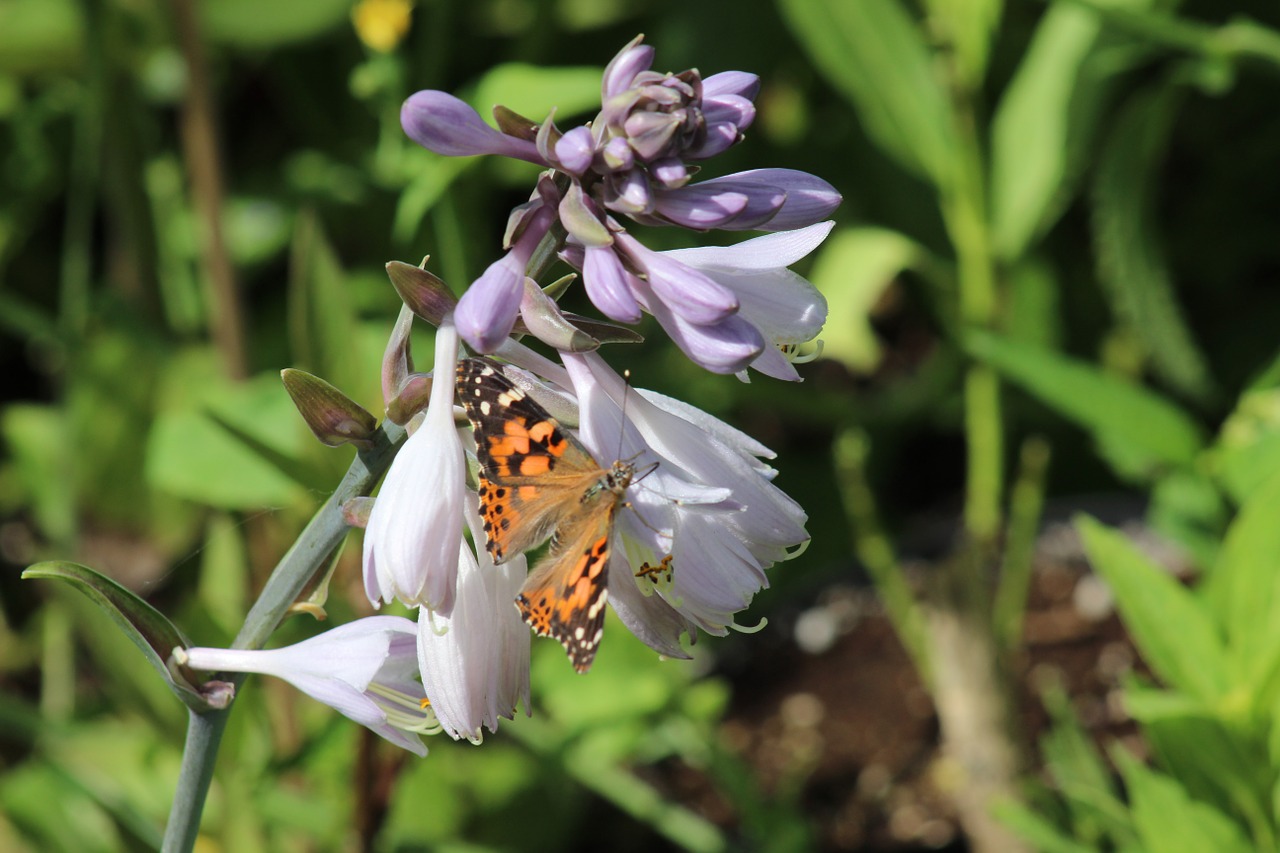 butterfly insect summer free photo