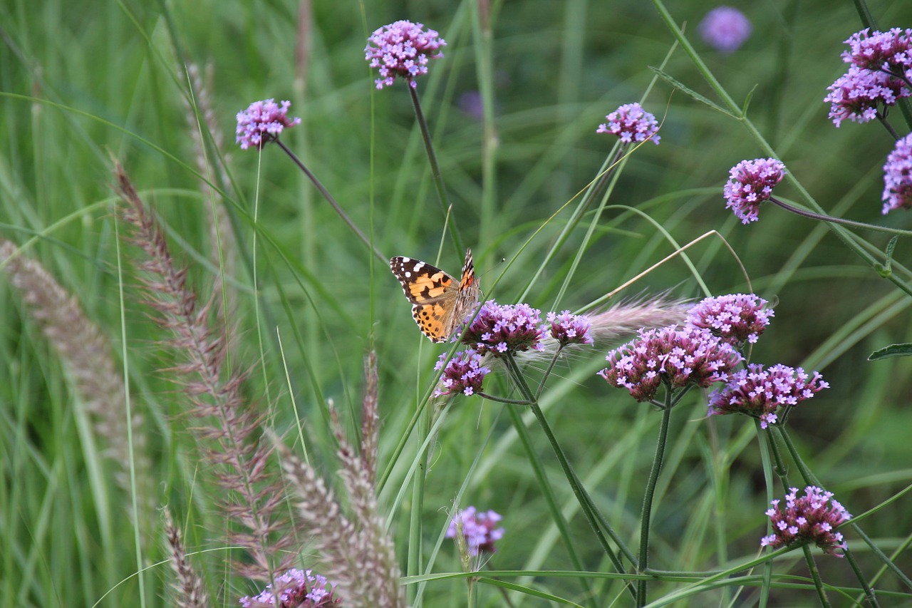 butterfly blossom bloom free photo