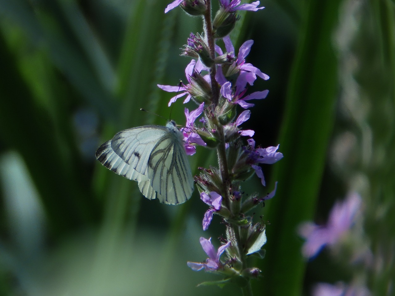 butterfly nature summer free photo