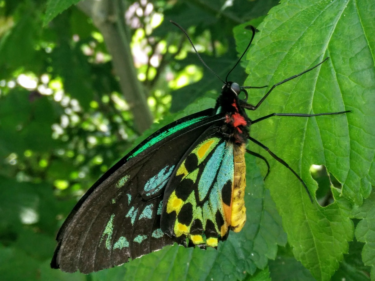 butterfly green blue free photo