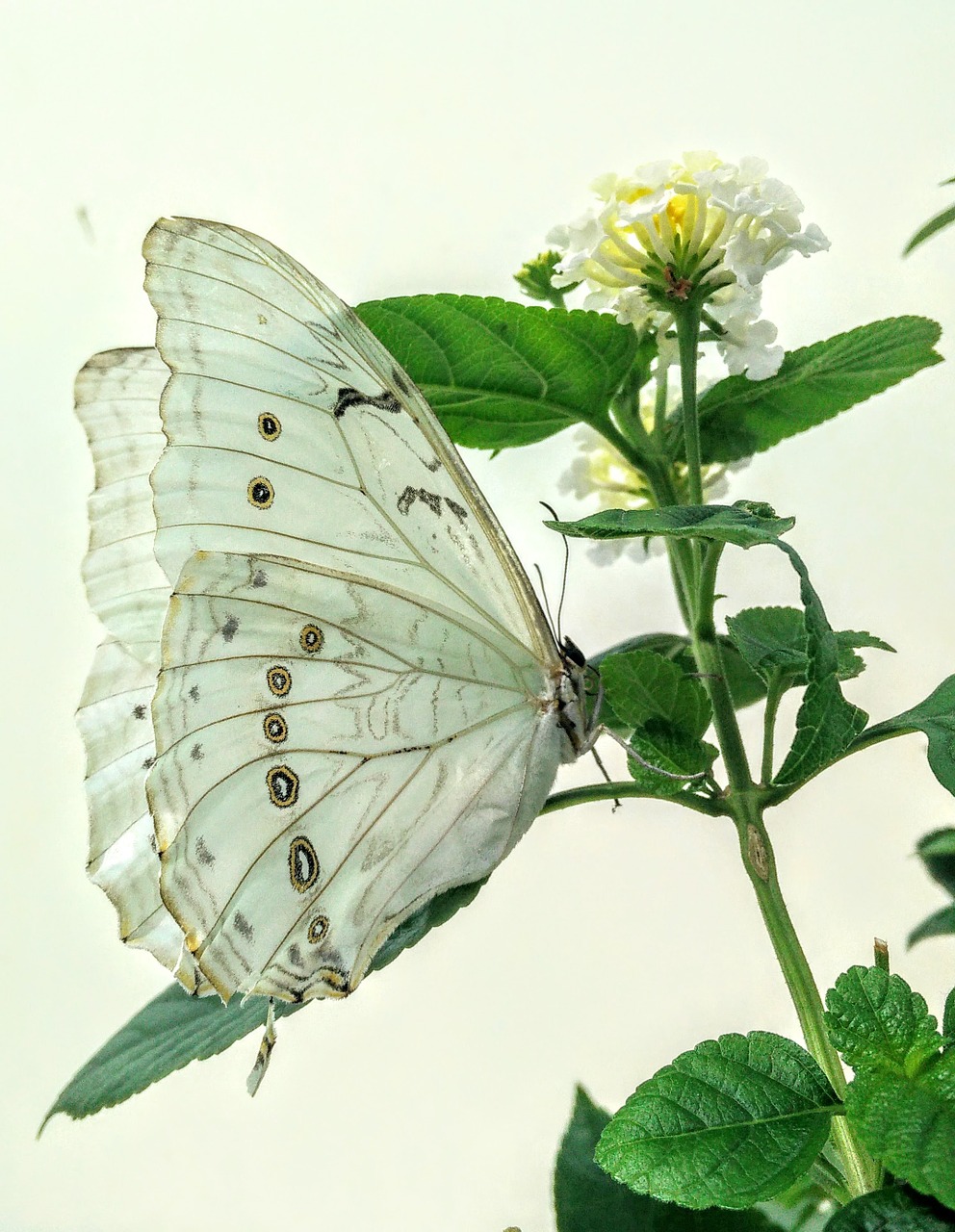 butterfly white flower free photo