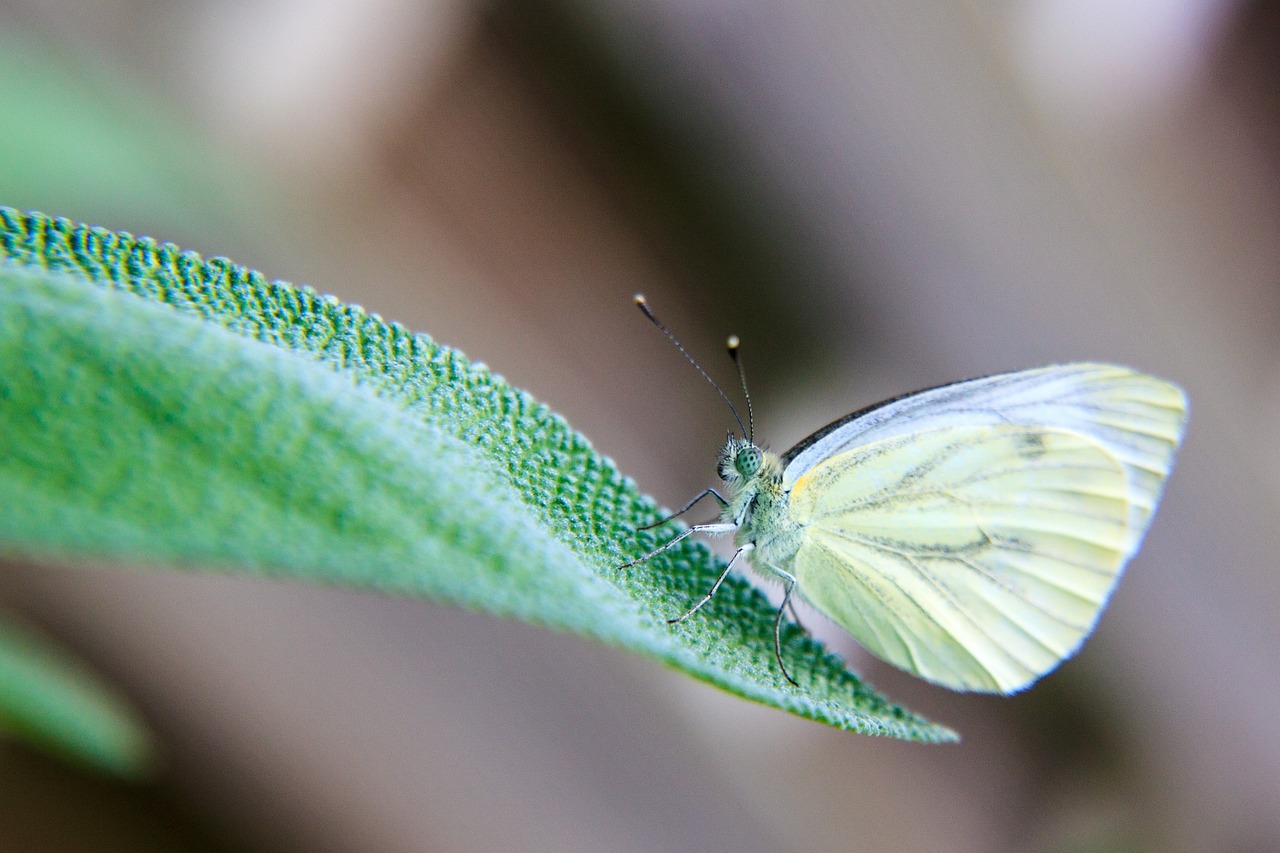 butterfly animal close free photo