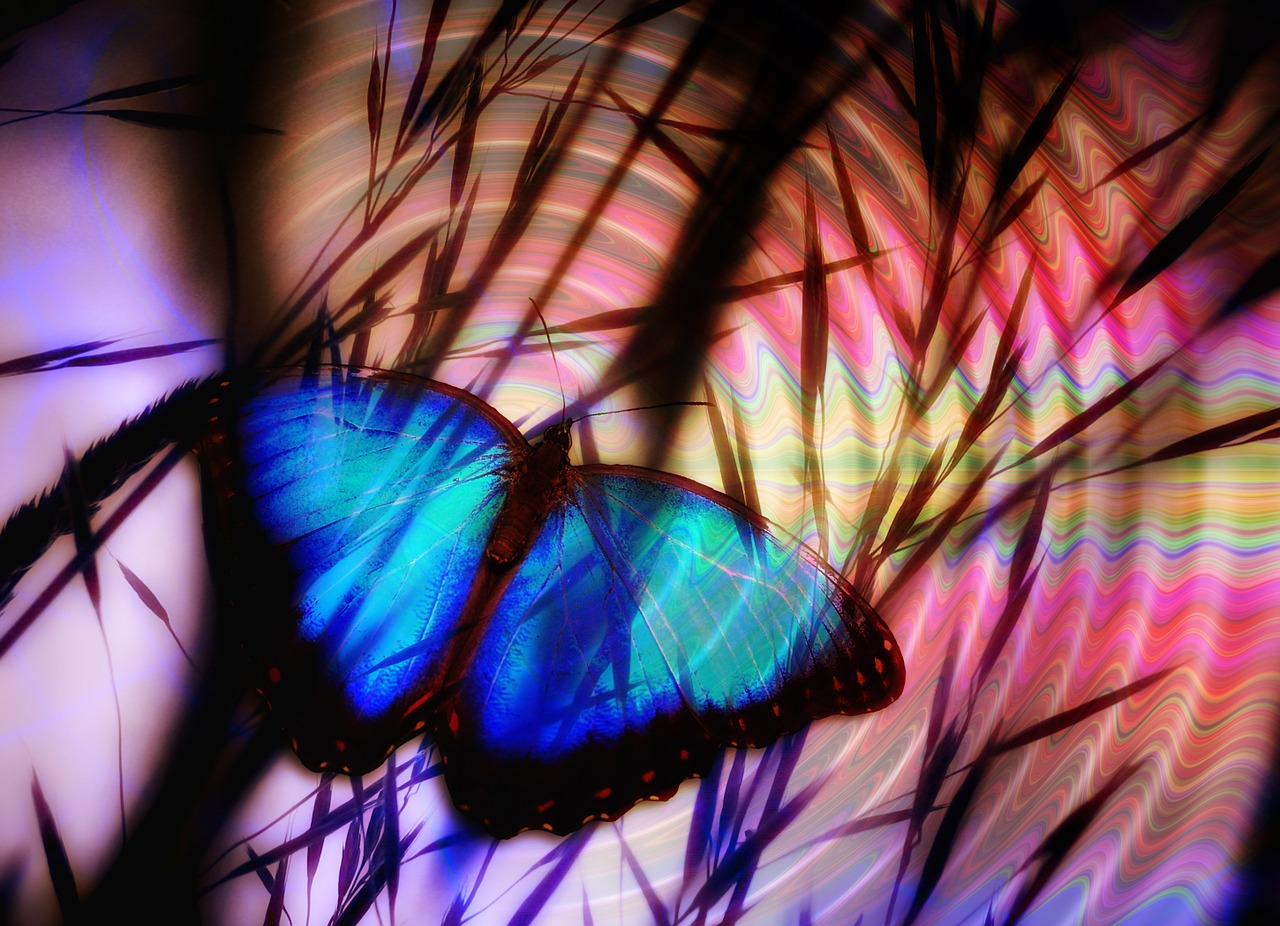 butterfly halme collage free photo