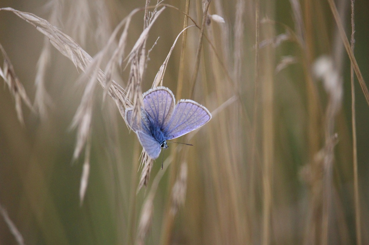 butterfly common blue cereals free photo