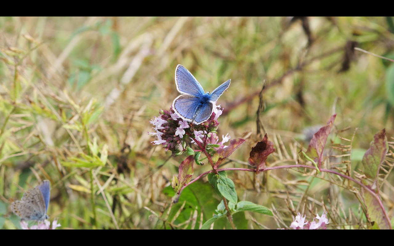 butterfly background screen free photo