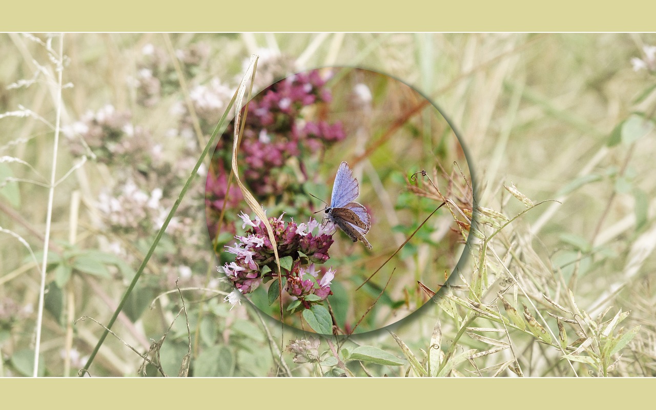 butterfly background screen free photo