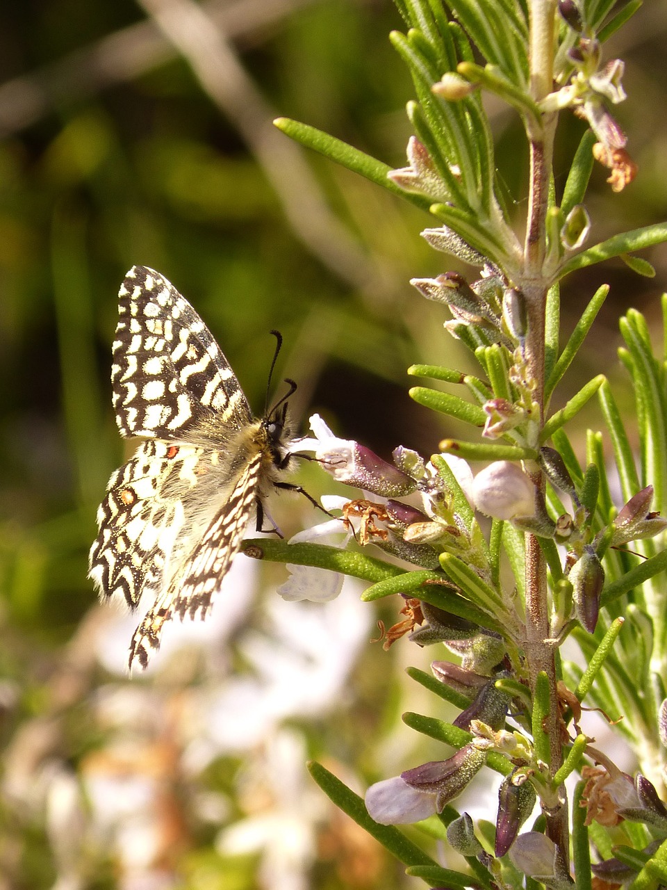 butterfly rosemary spring free photo