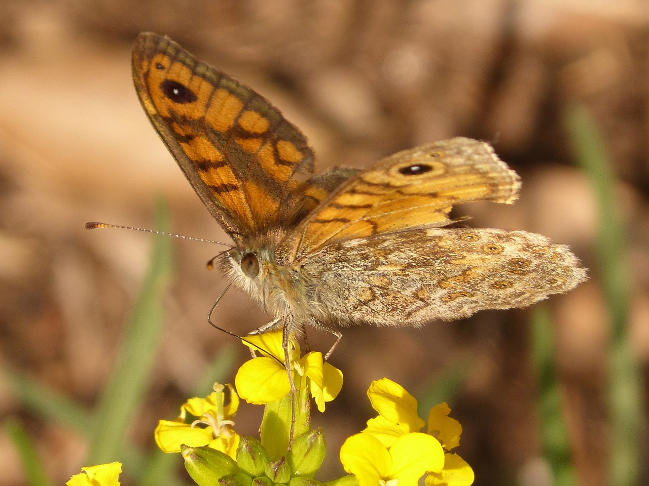 butterfly orange nature free photo