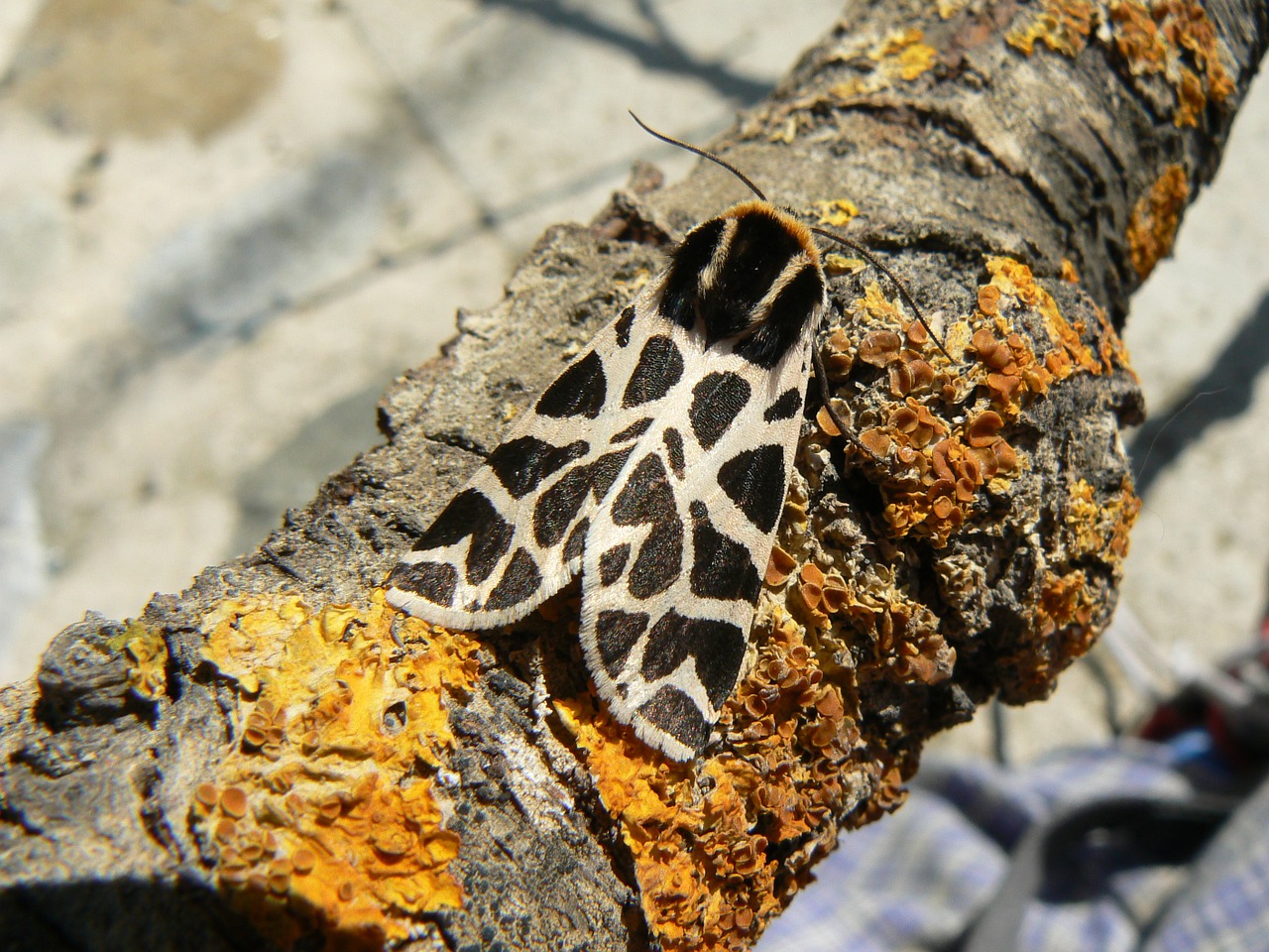 butterfly black and white moss free photo