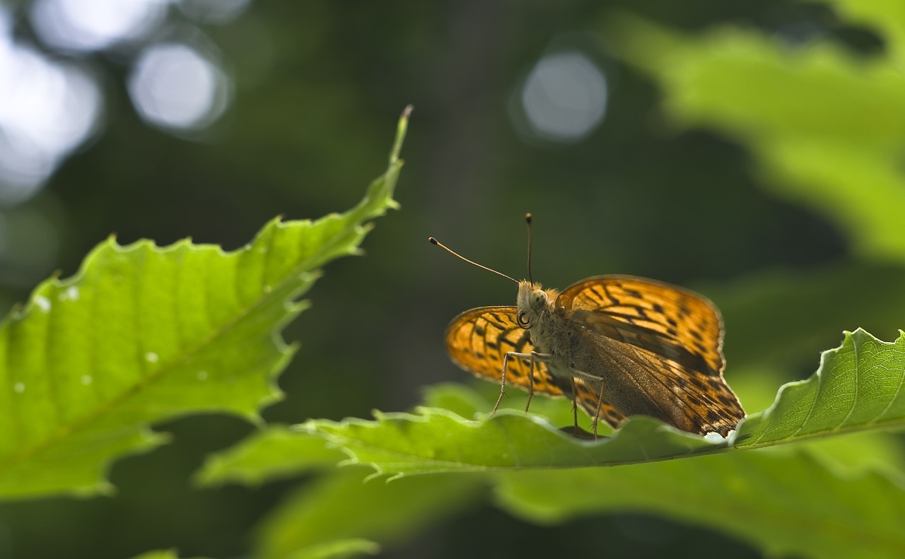 butterfly fritillary summer free photo