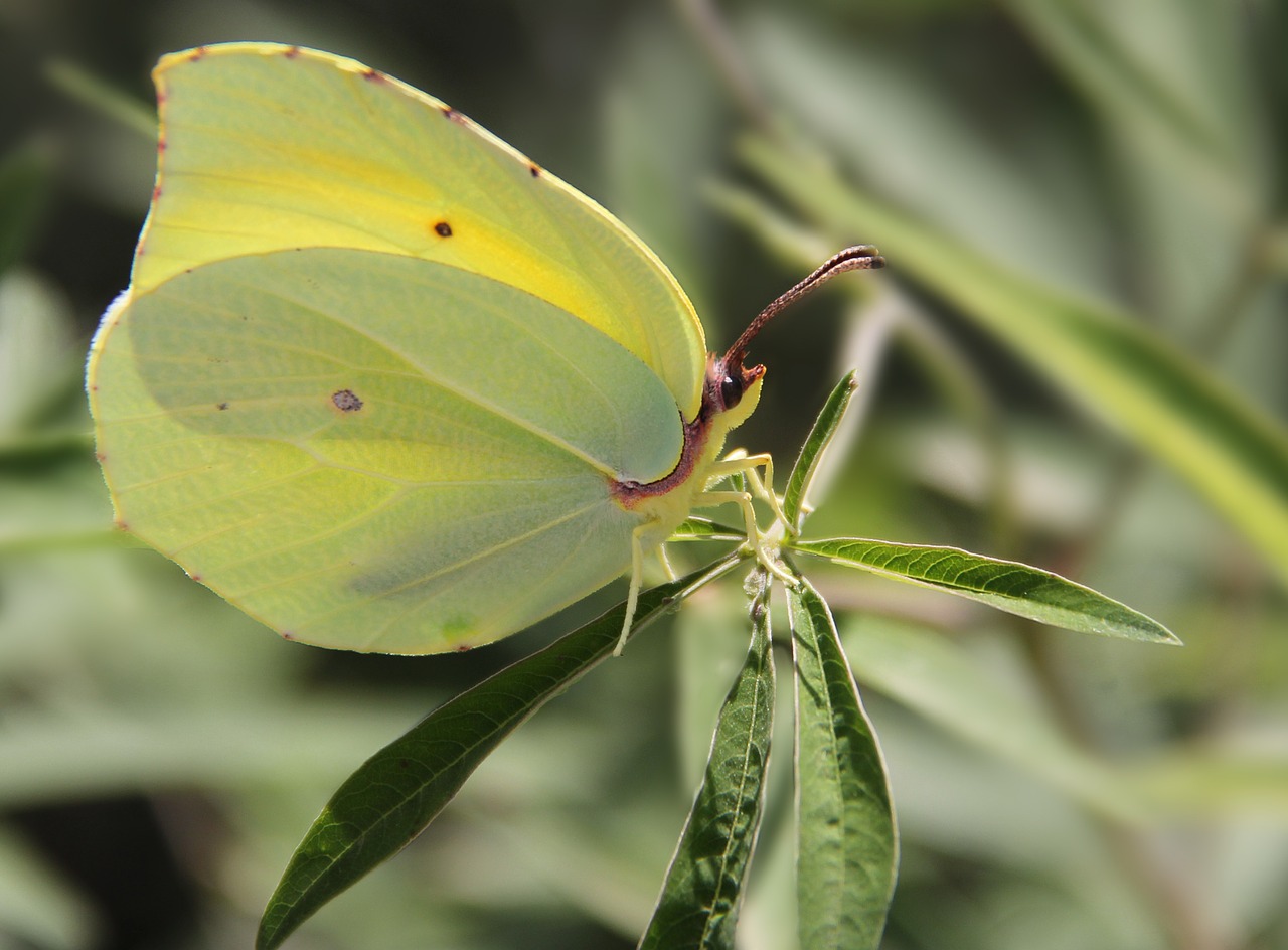 butterfly insect summer free photo