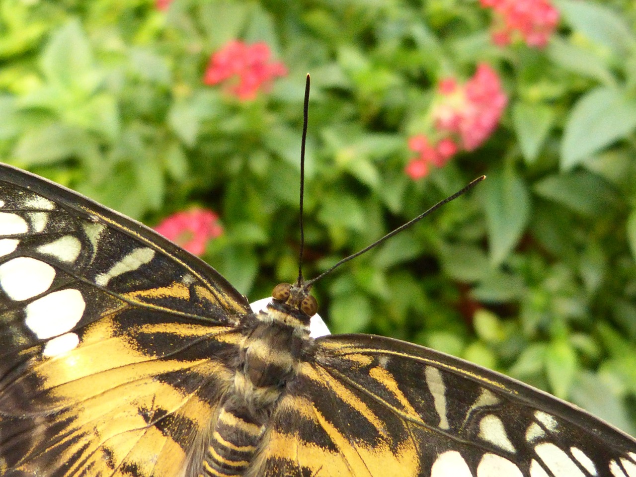 butterfly insect animal free photo