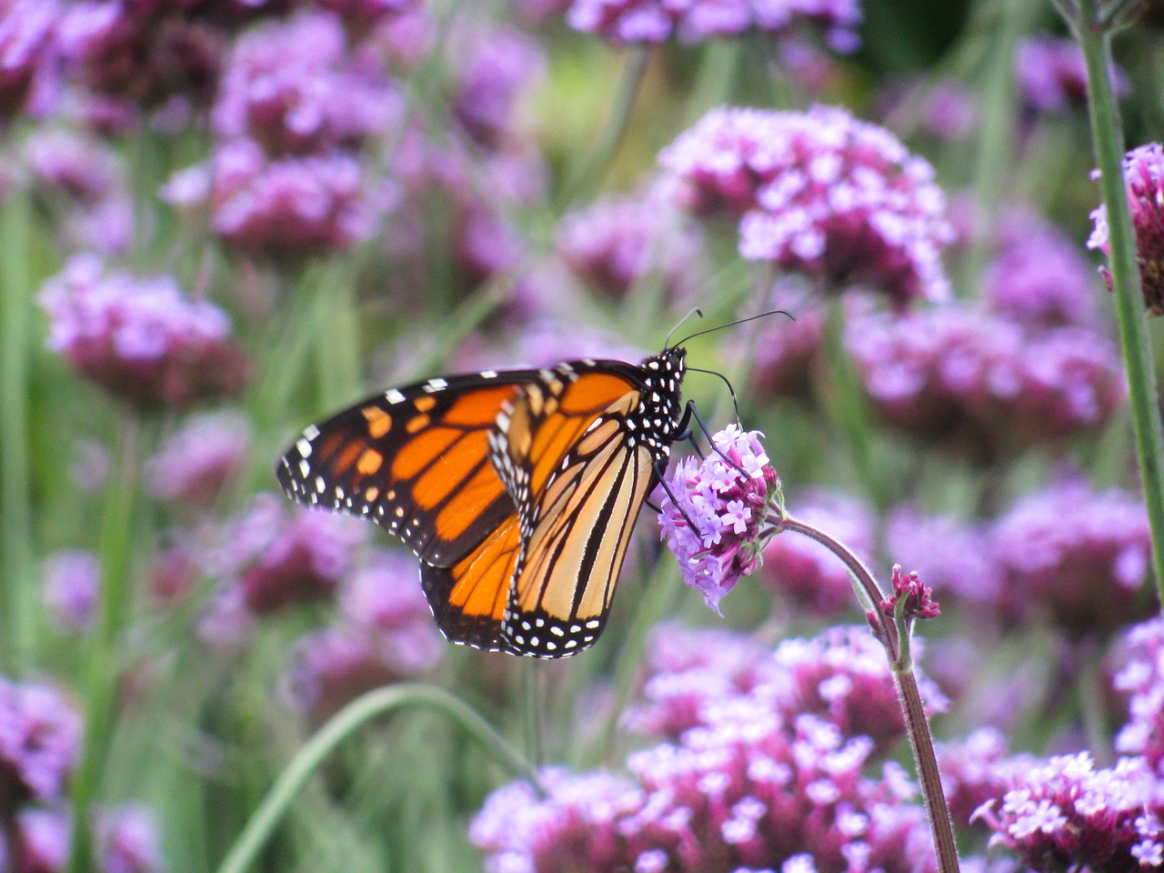 butterfly purple flowers free photo