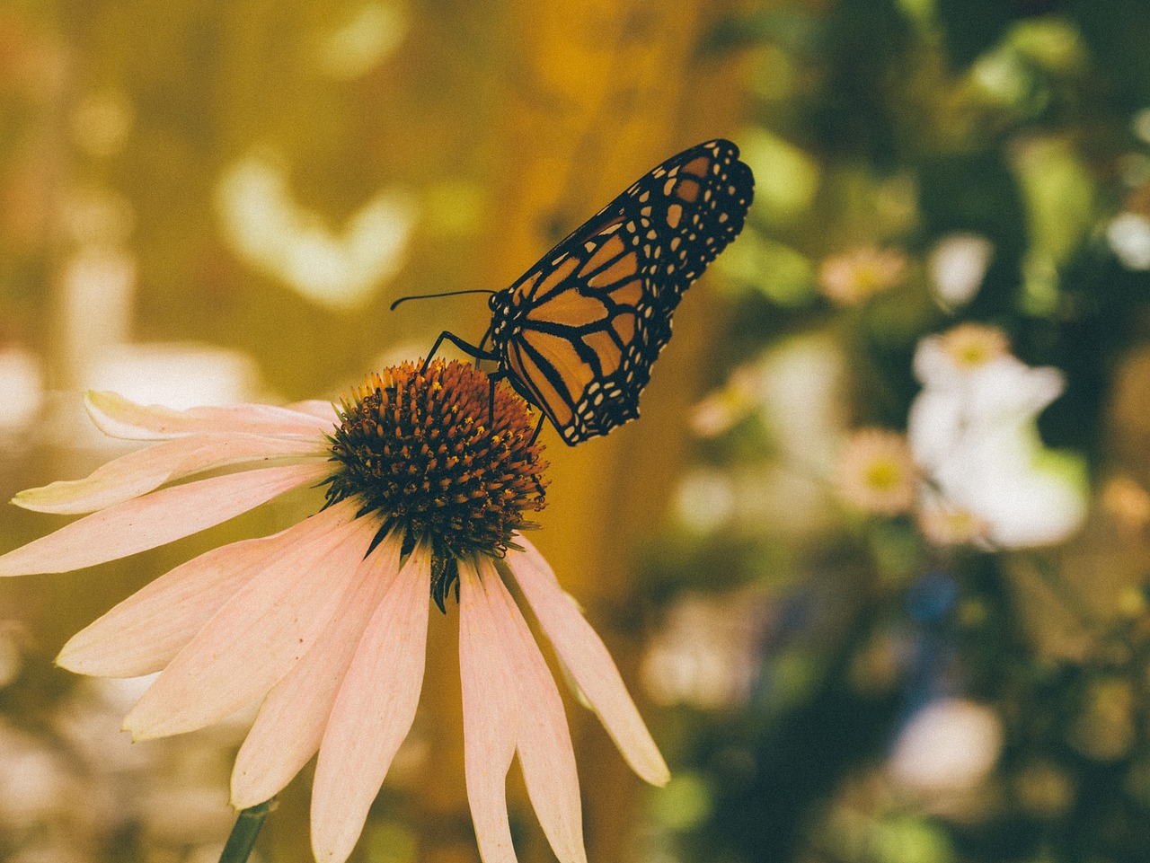 butterfly insect flowers free photo