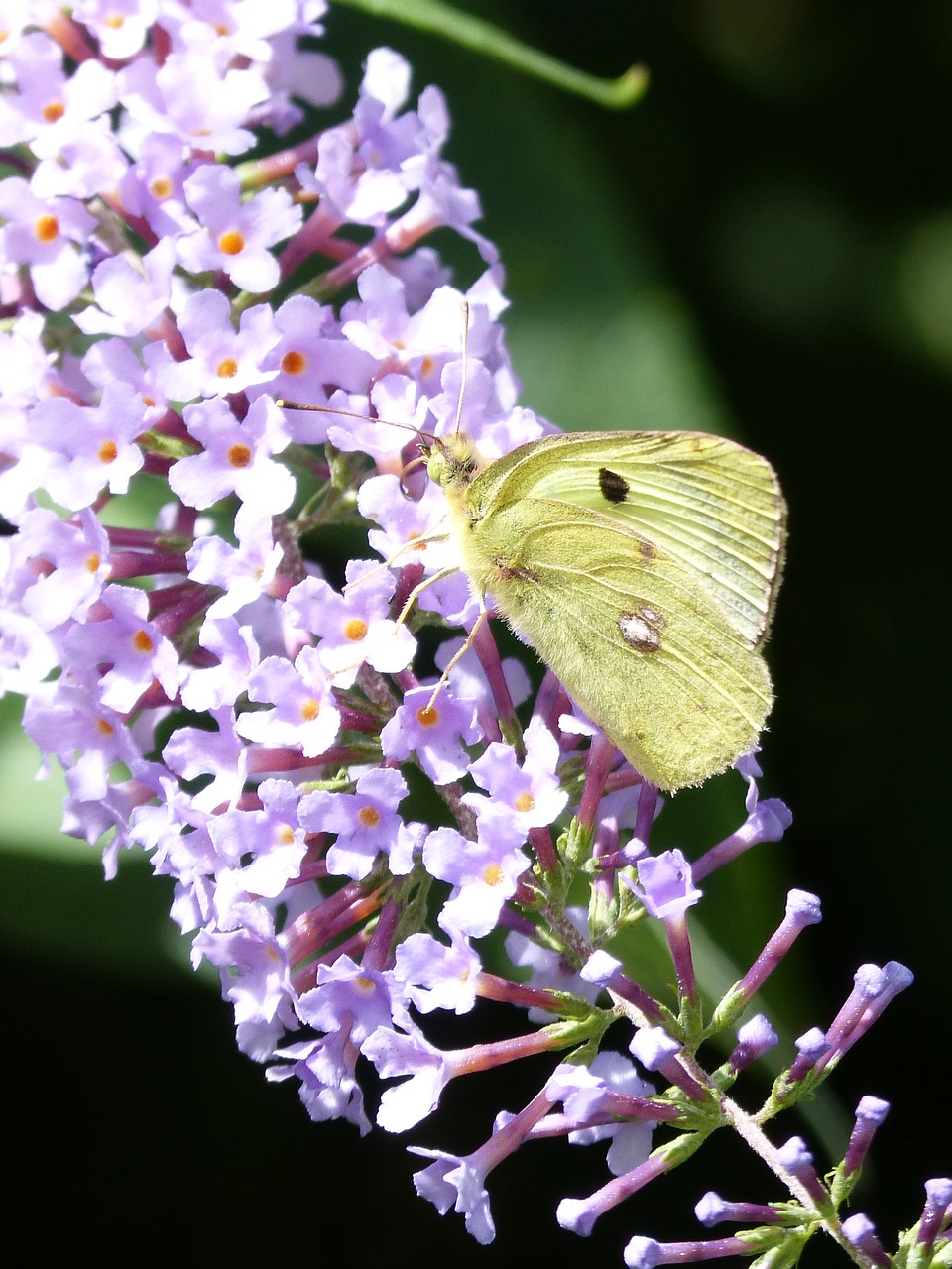 butterfly flower green free photo