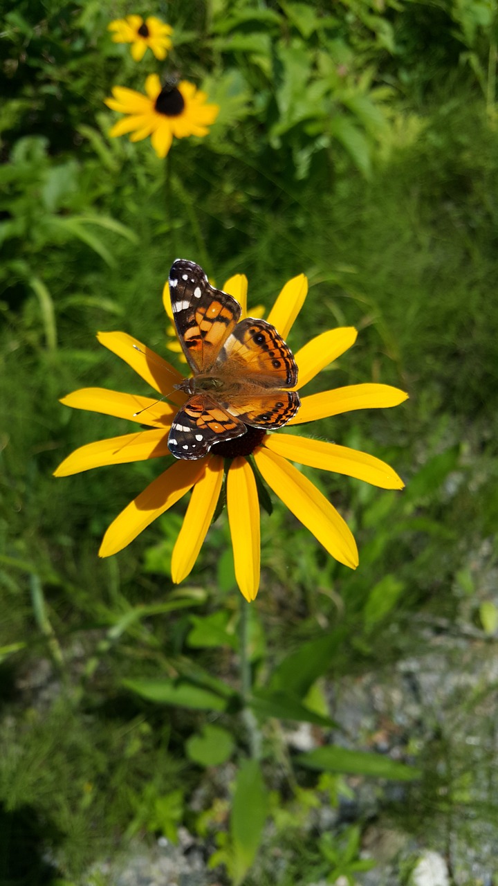 butterfly yellow flower free photo