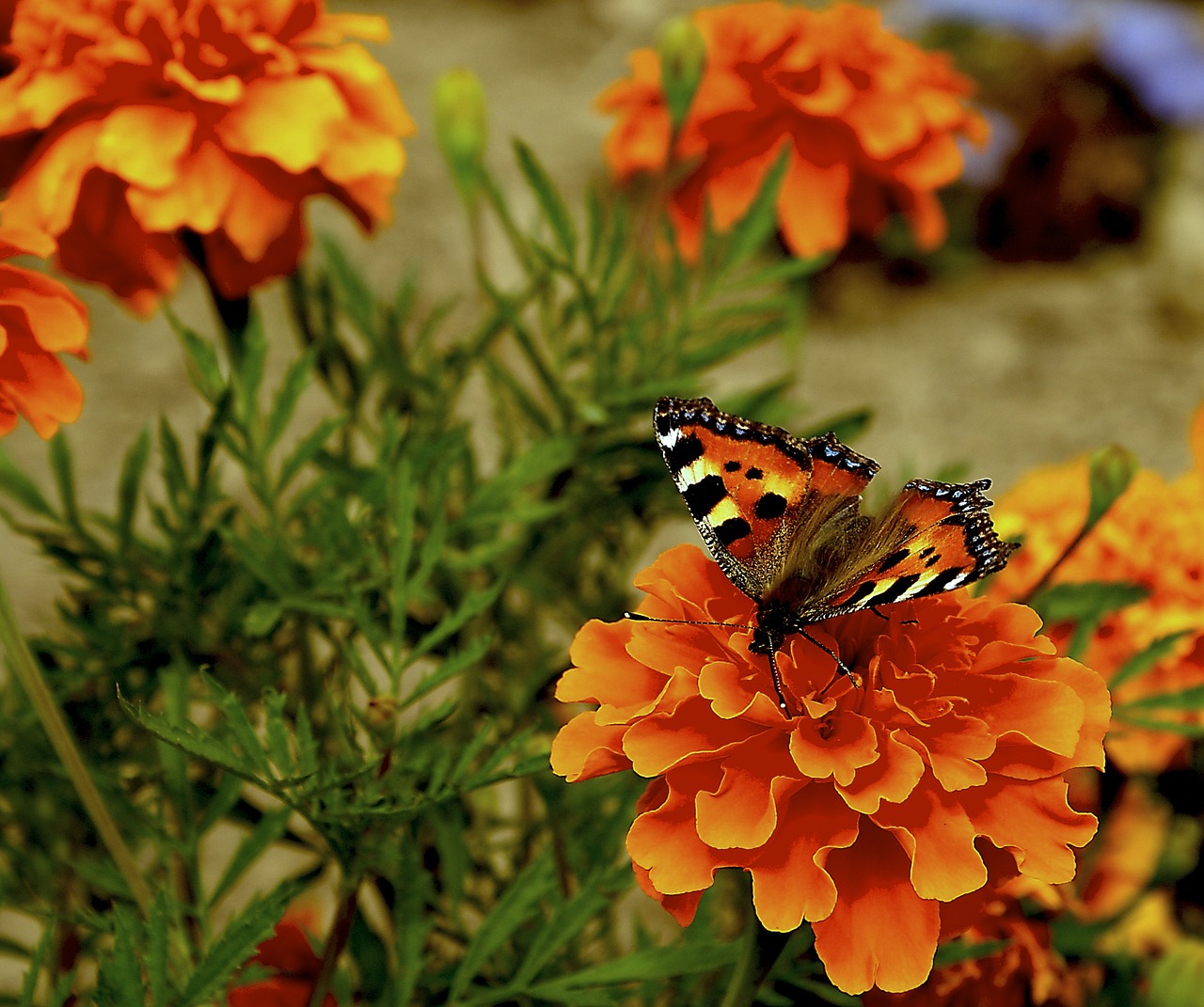 butterfly flowers orange flowers free photo