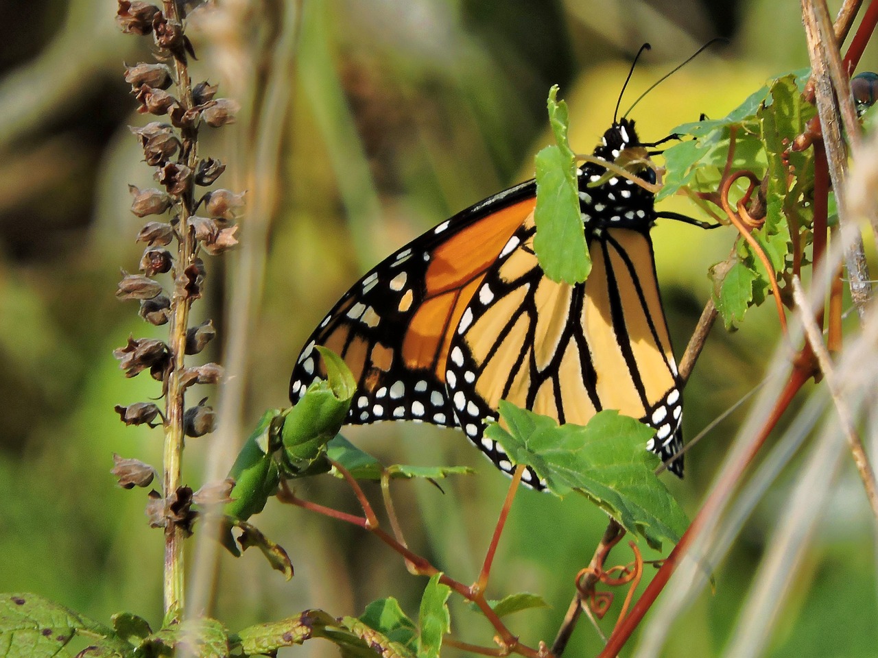 butterfly monarch butterfly monarch free photo