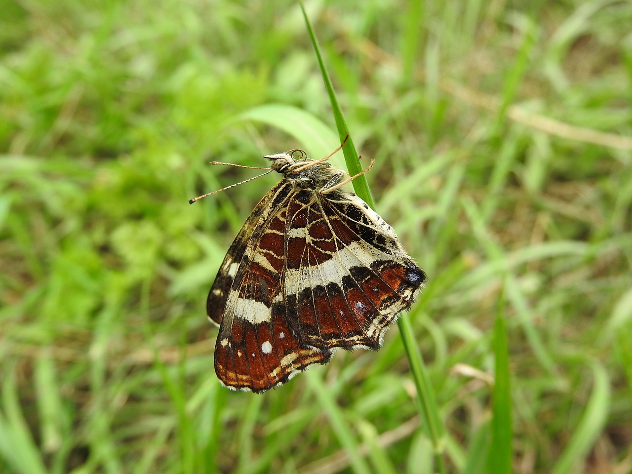 butterfly proboscis antennae free photo