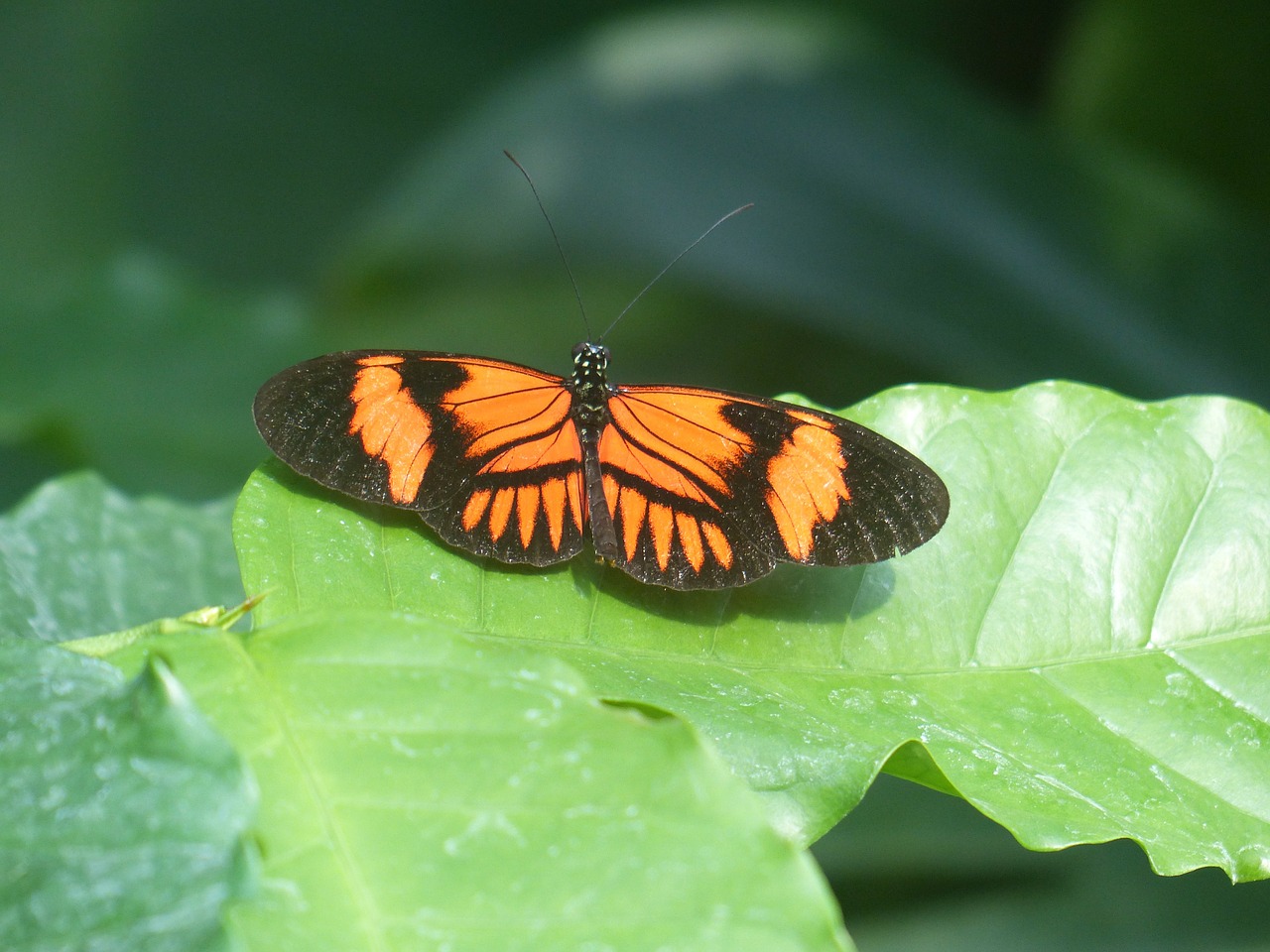 butterfly passion butterfly heliconius melpomene free photo