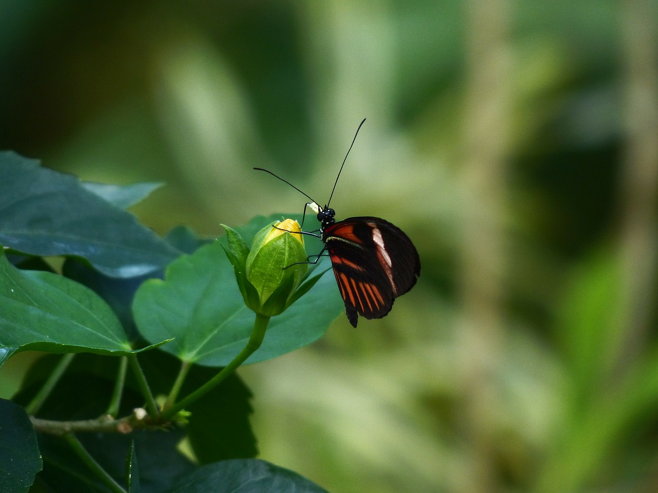 butterfly passion butterfly heliconius melpomene free photo