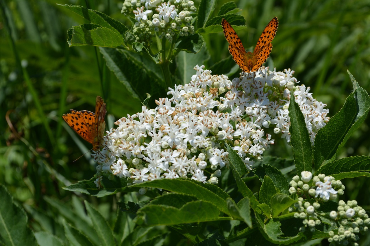 butterfly flower coloring free photo