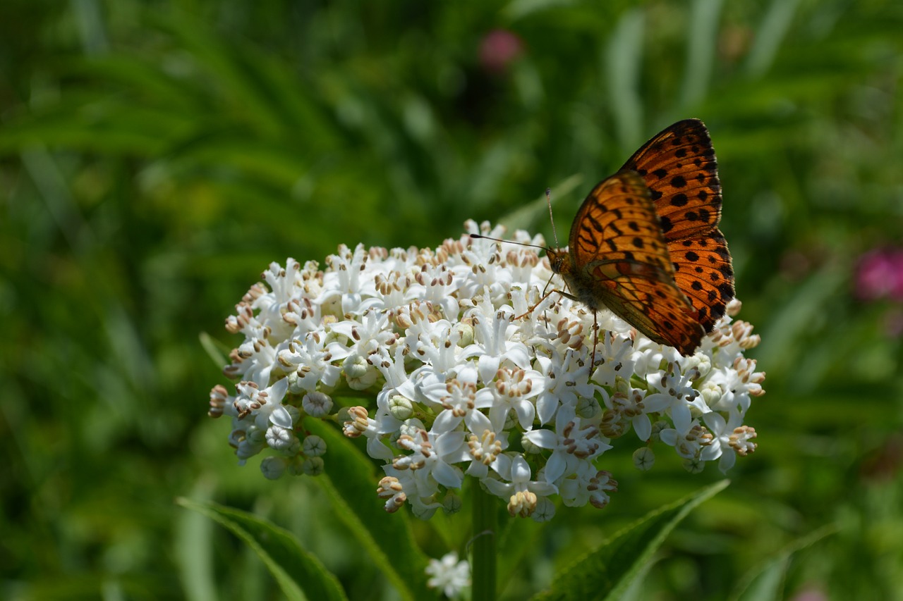 butterfly flower coloring free photo