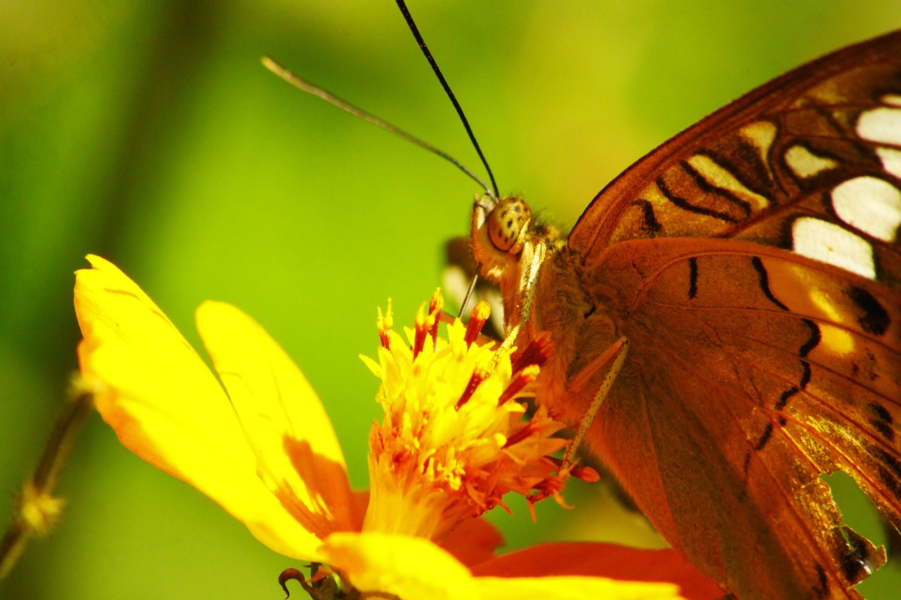 butterfly insects nature free photo