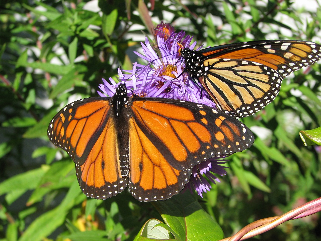 butterfly monarch autumn free photo