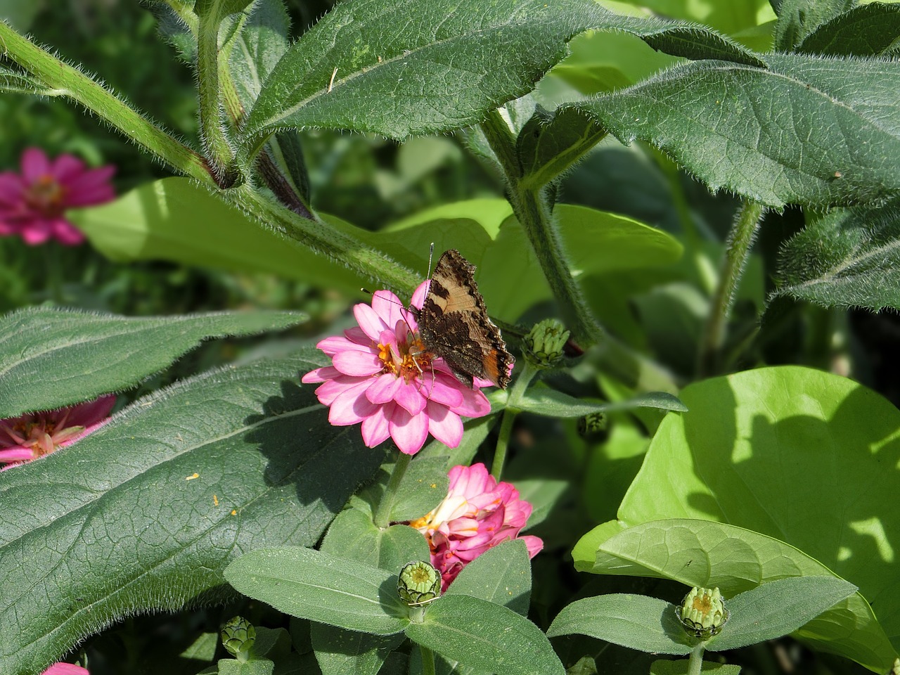 butterfly nature animal world free photo