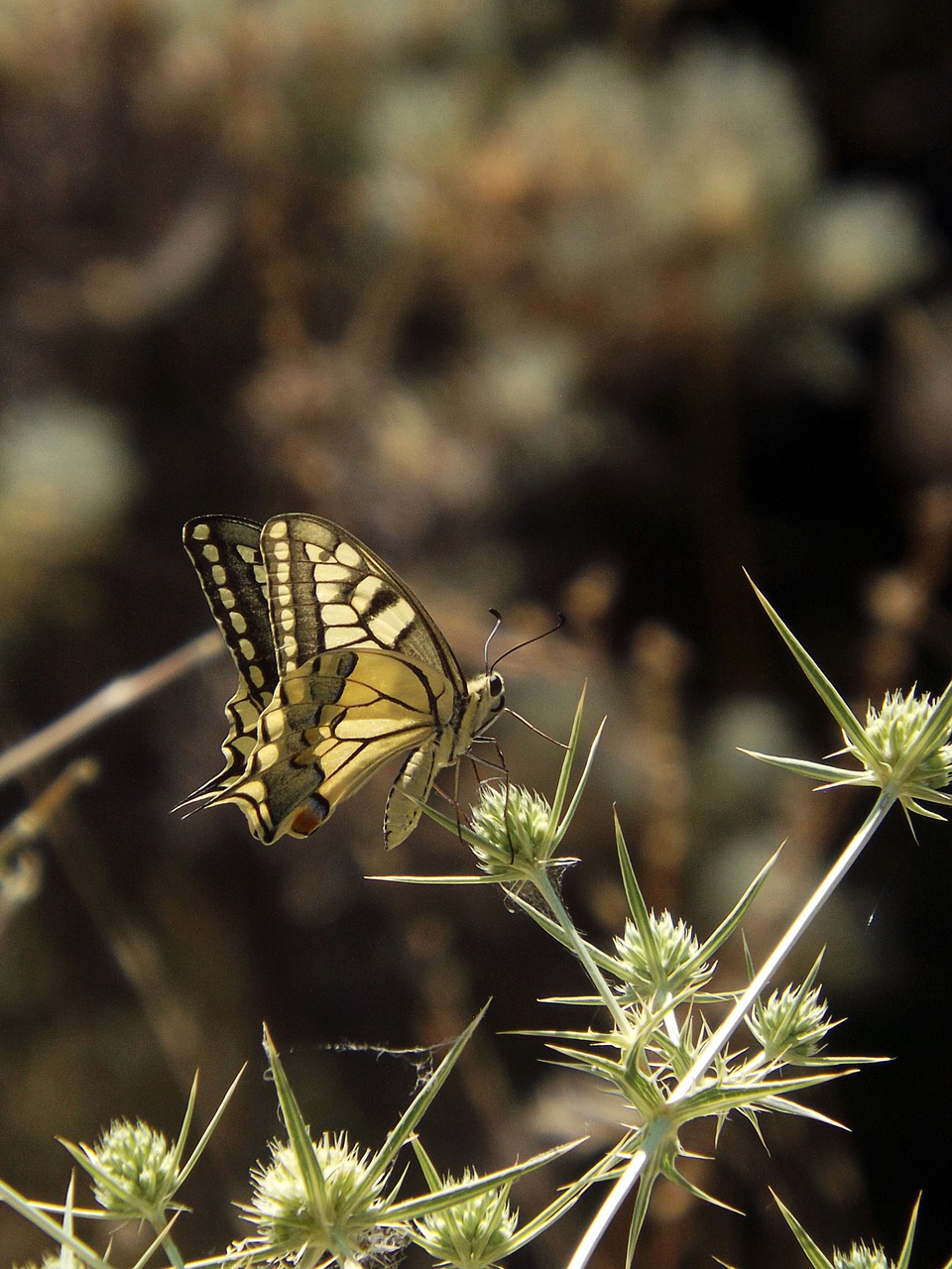 butterfly spring flower free photo