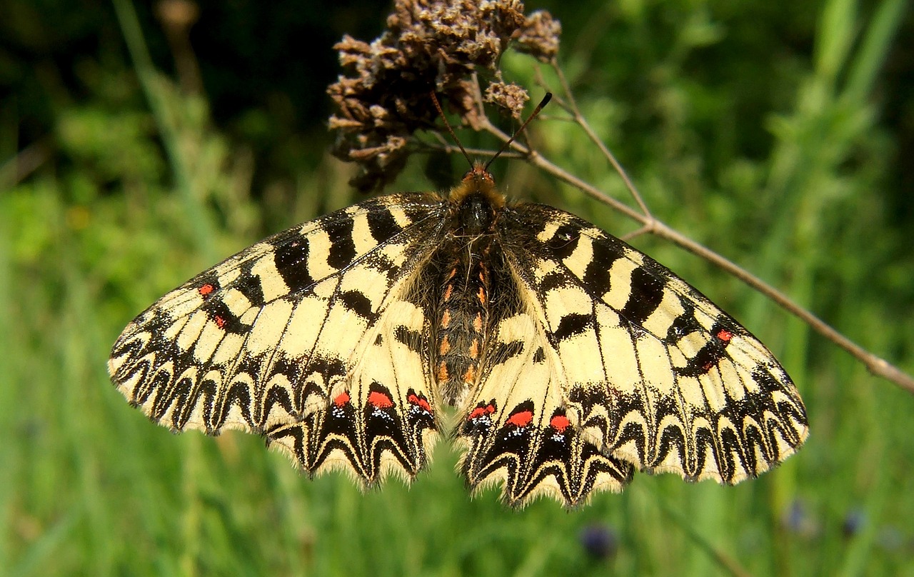 butterfly southern festoon polyxena free photo
