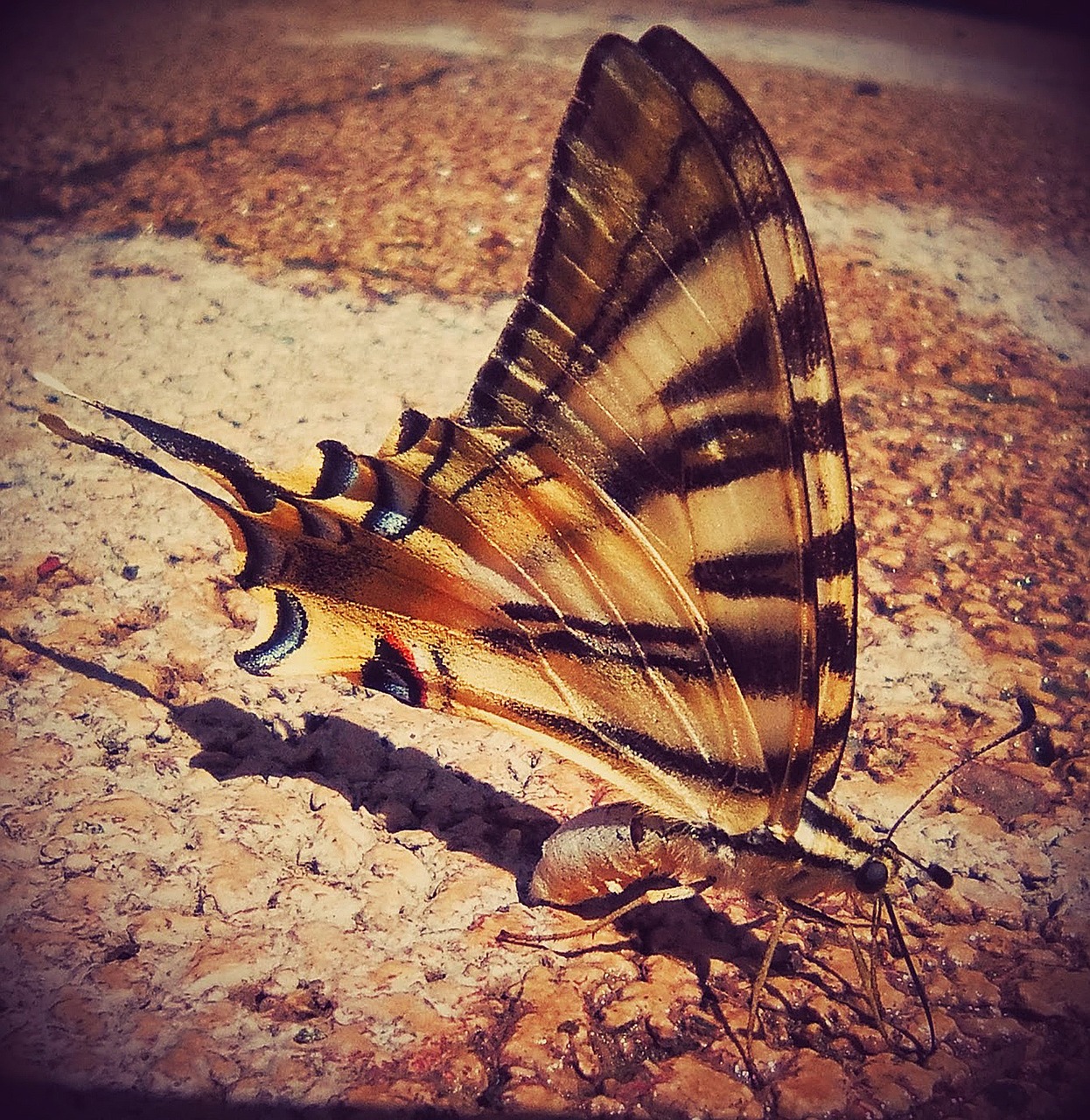 butterfly yellow beauty free photo