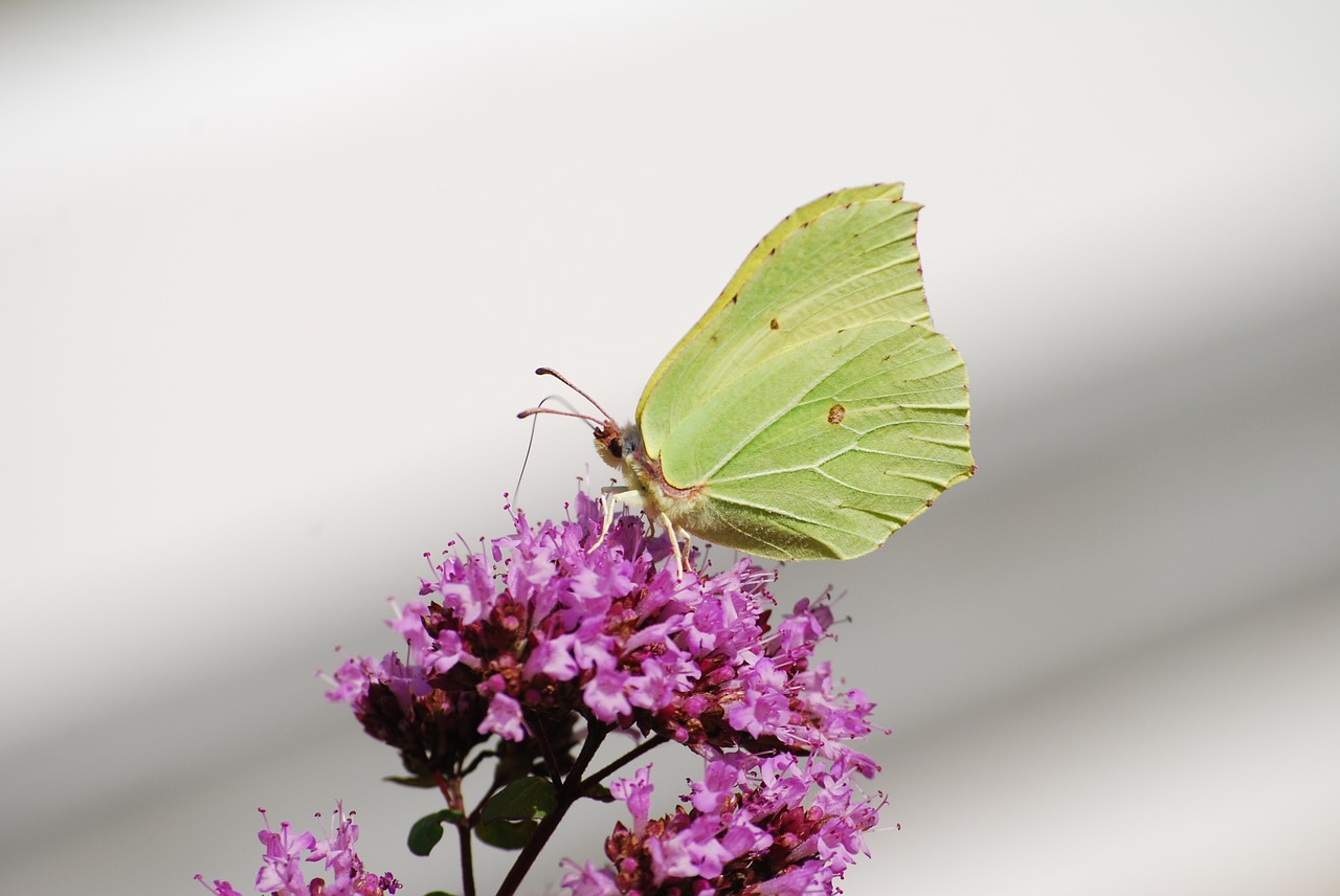 butterfly gonepteryx rhamni insect free photo