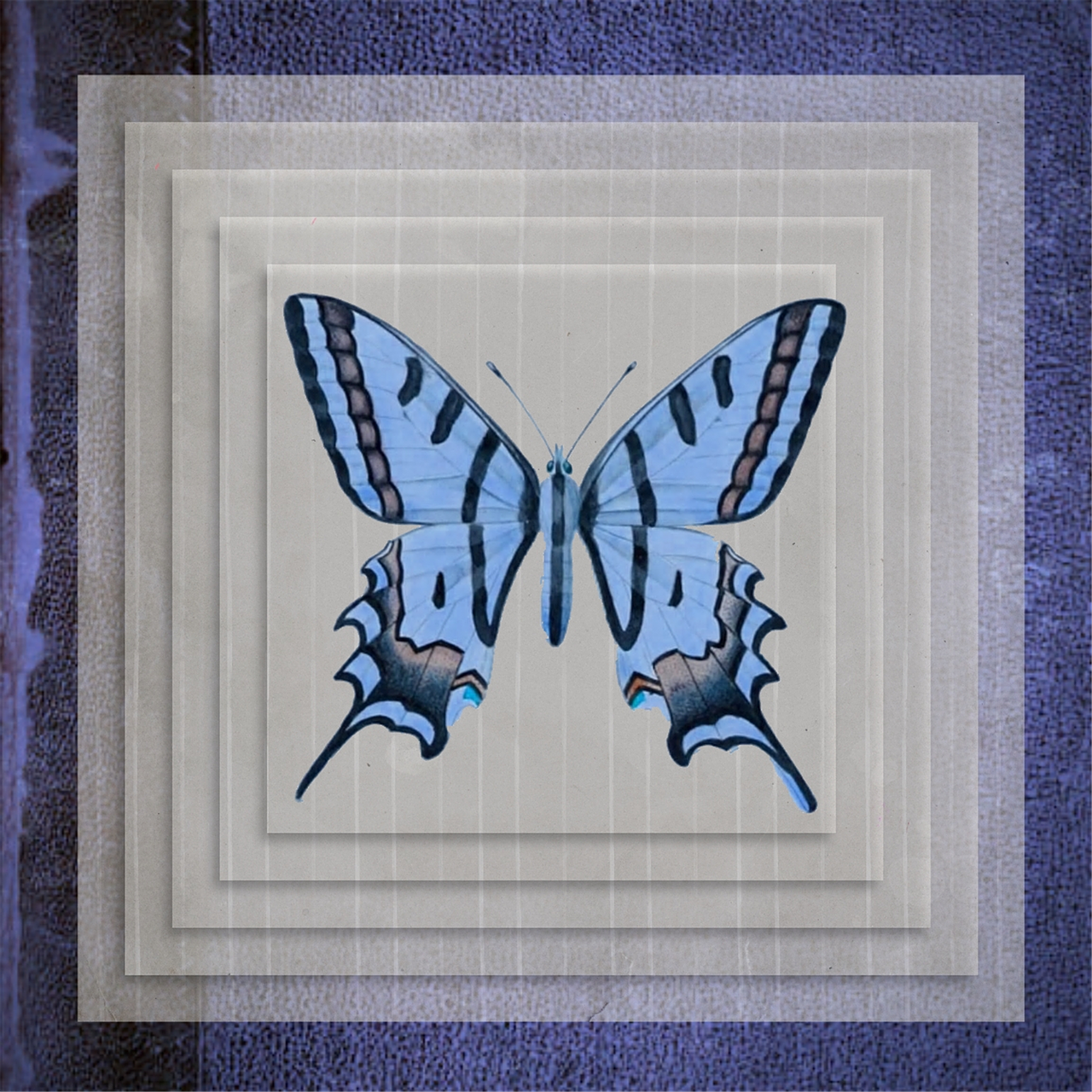 butterfly frame design free photo