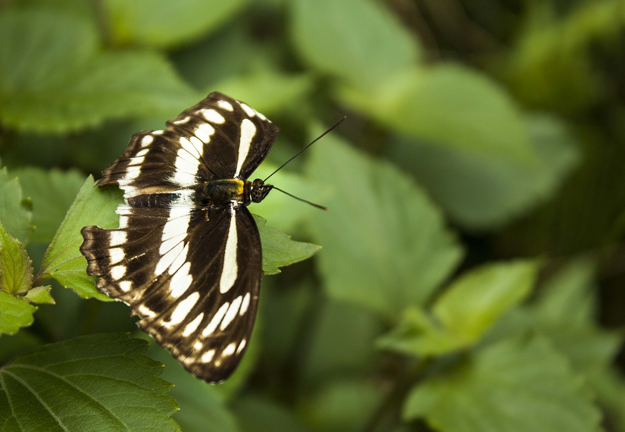 butterfly green leaves free photo