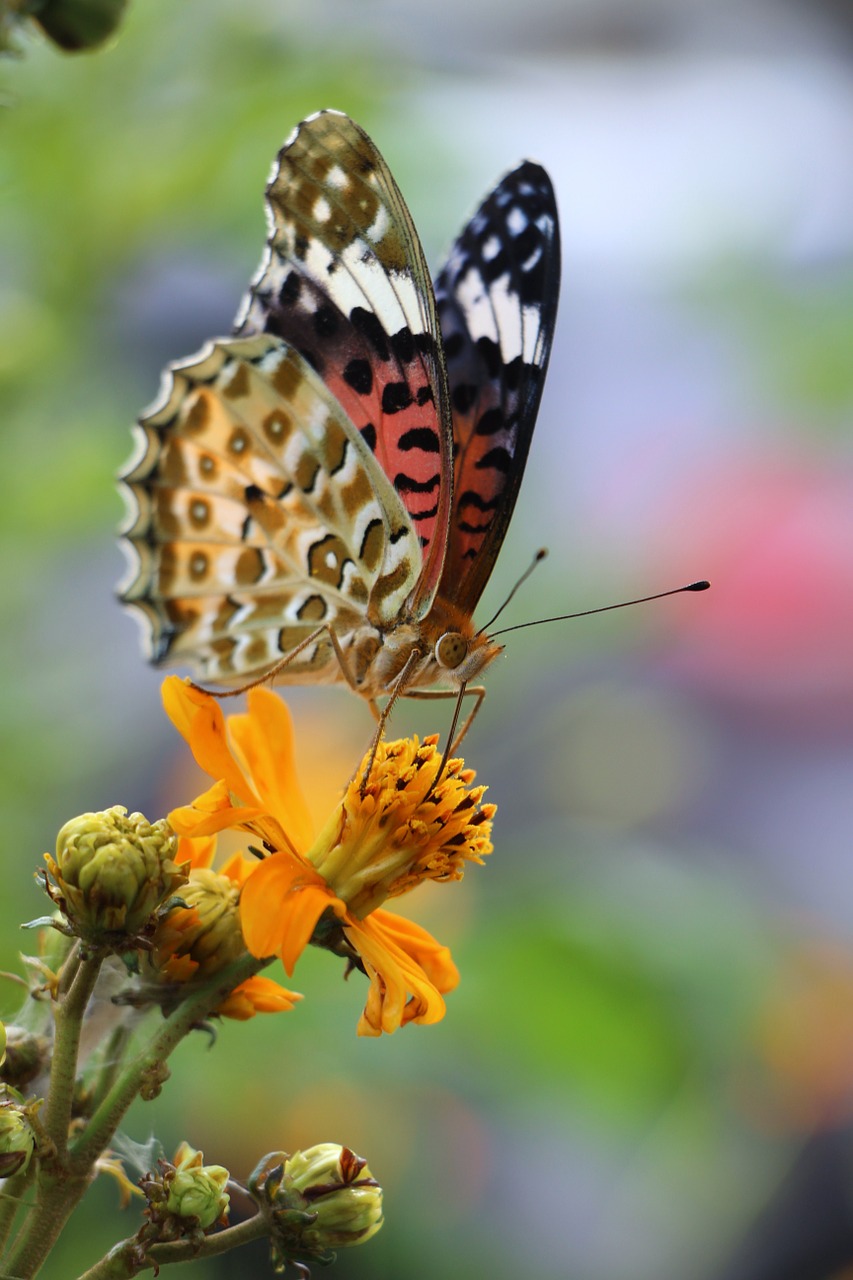 butterfly colorful nature free photo