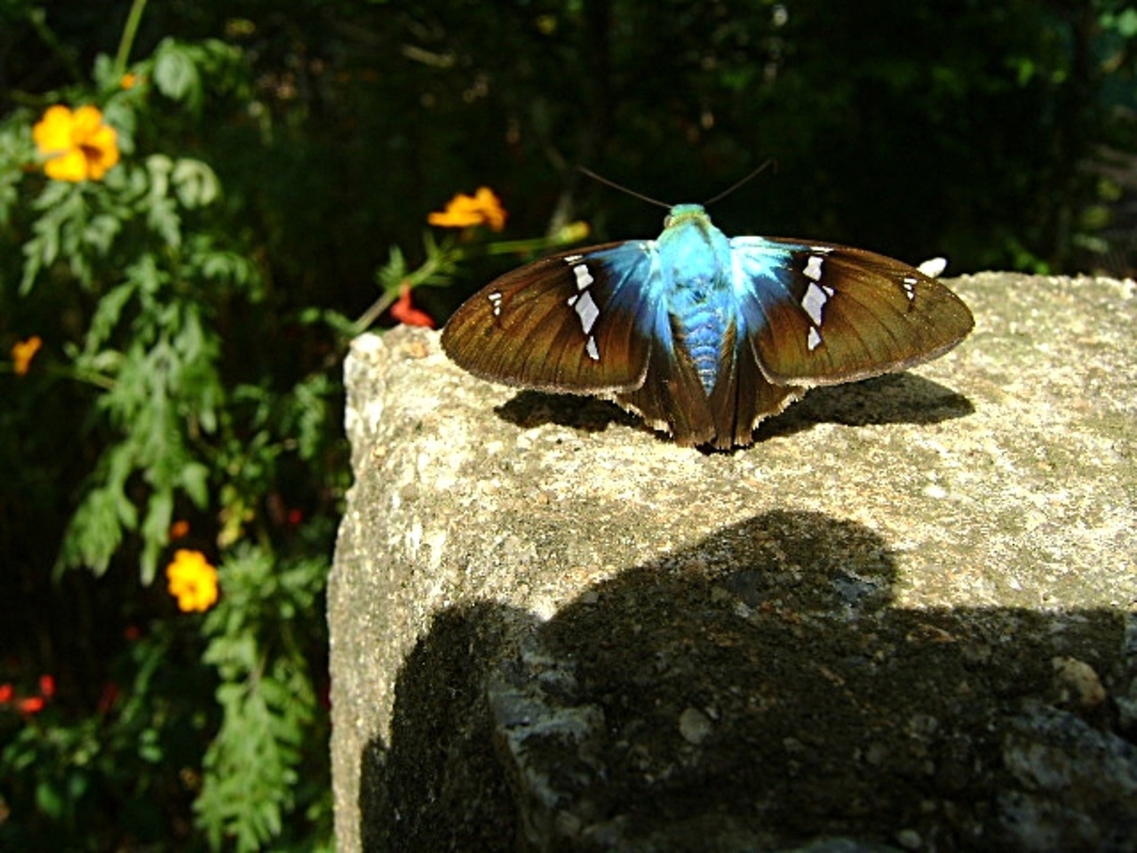 butterfly blue insect free photo