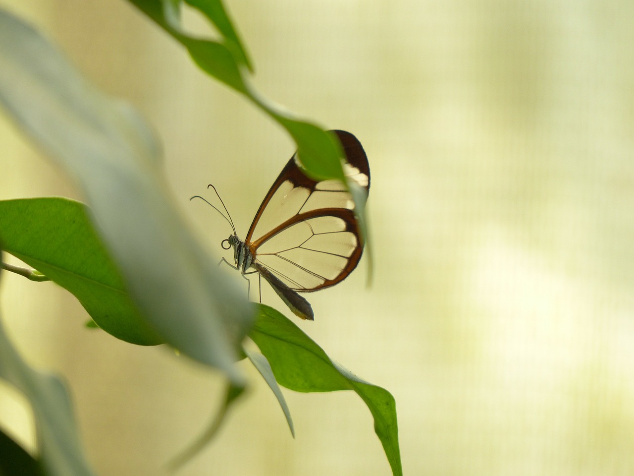 butterfly greta oto insect free photo