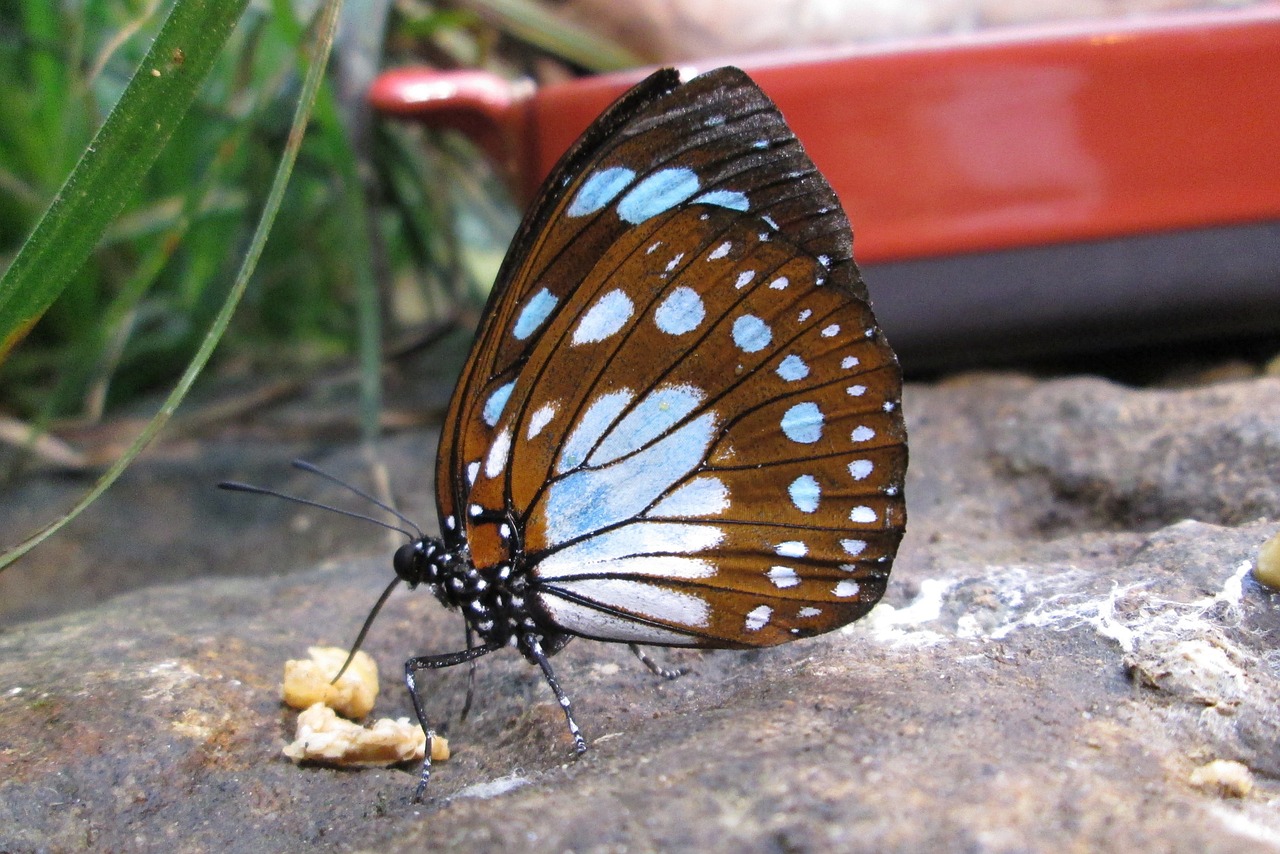 butterfly insect food intake free photo