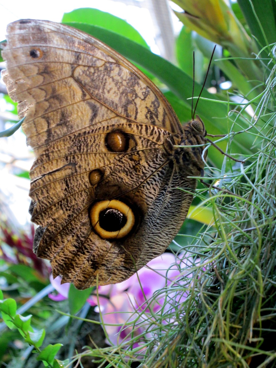 butterfly insect close free photo