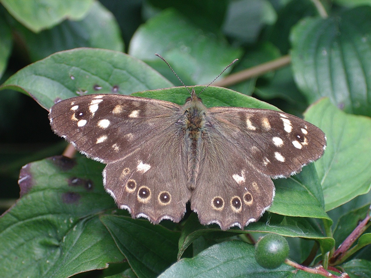 butterfly speckled wood nature free photo
