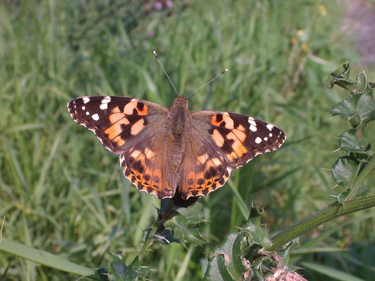 butterfly painted lady nature free photo