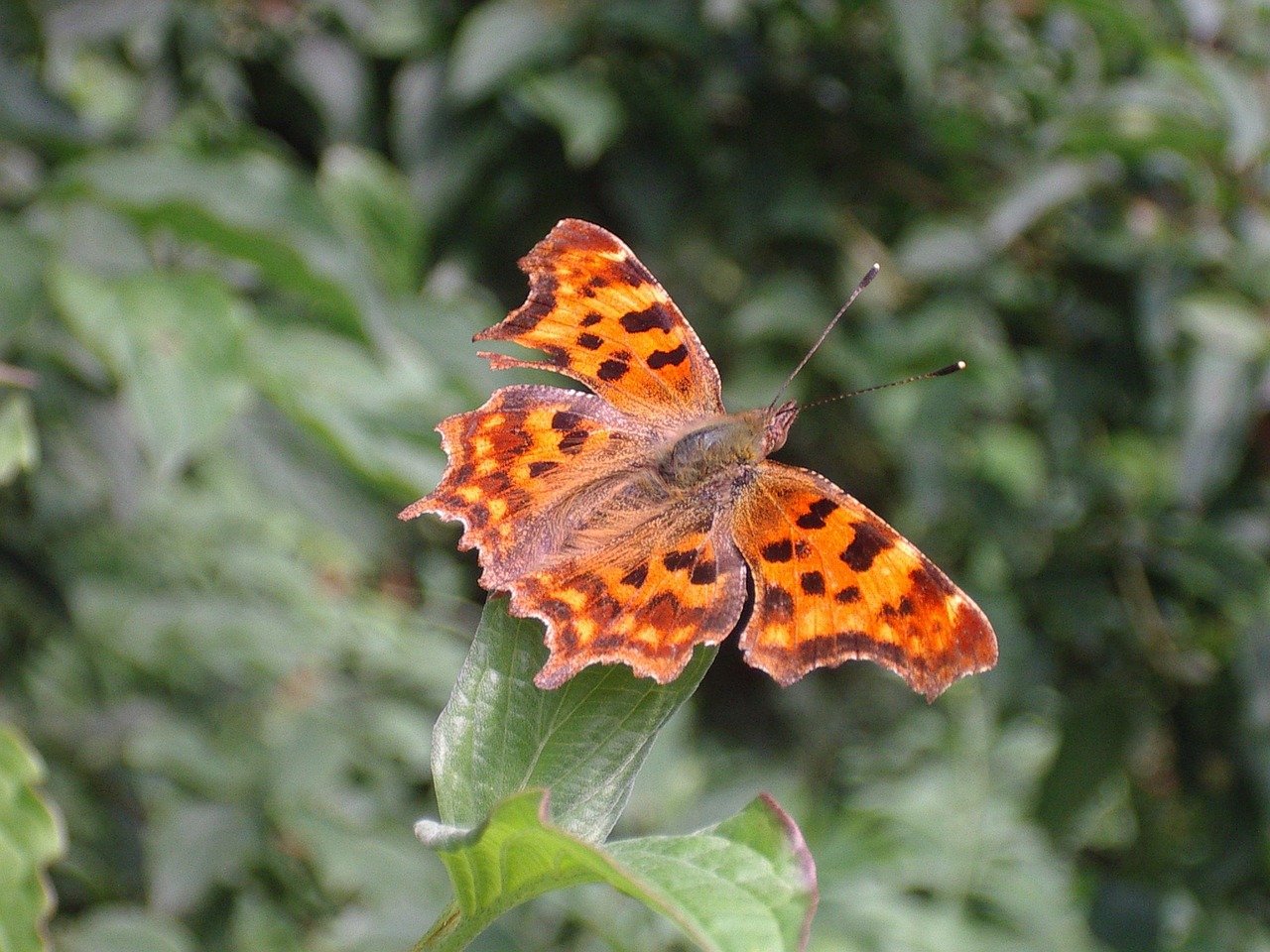 butterfly comma butterfly nature free photo