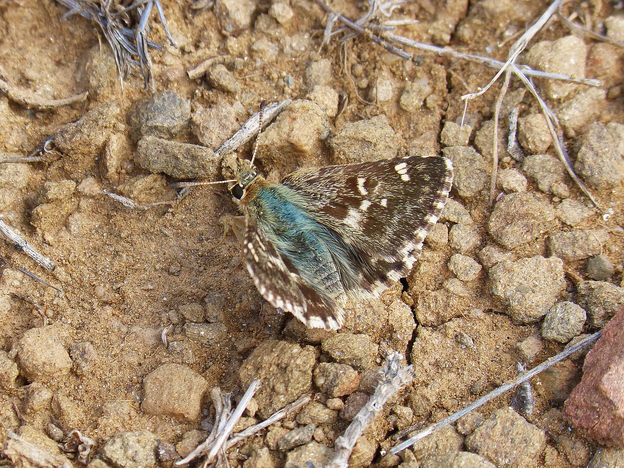 butterfly brown soil free photo