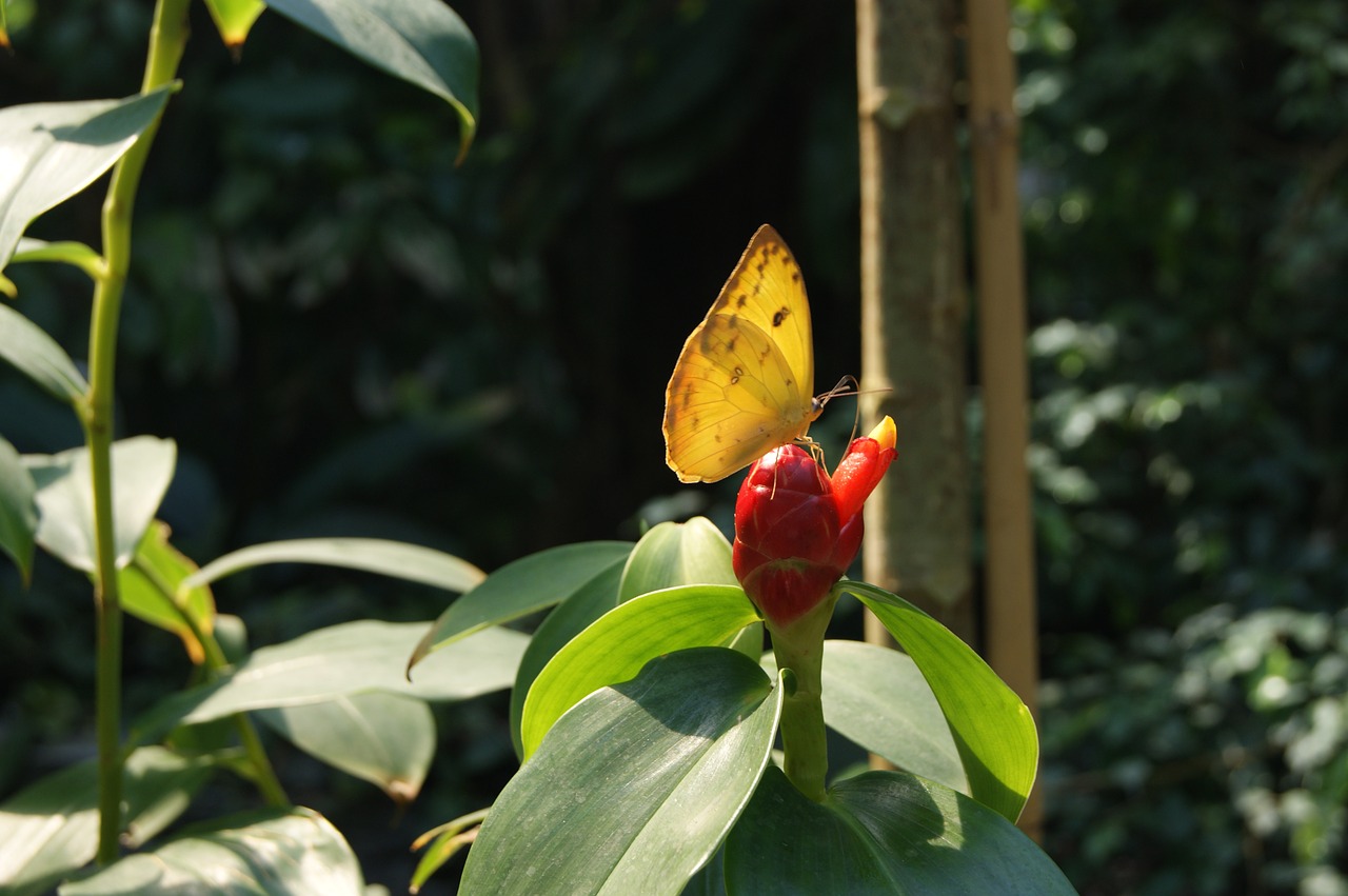 yellow kwita nature free photo