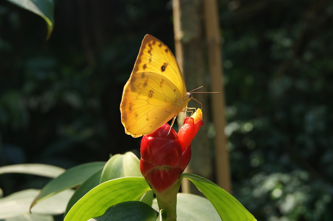 butterfly yellow flower free photo