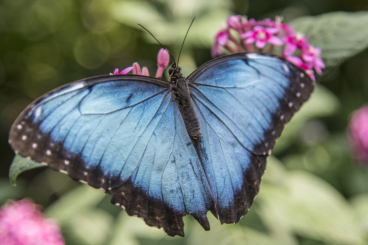 butterfly blue nature free photo