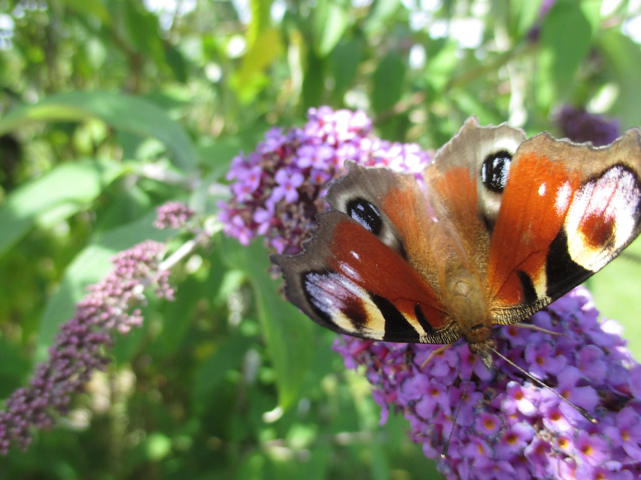 butterfly peacock close free photo